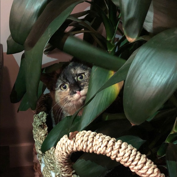 Meet your Posher, Chantel - Picture 1 of 1